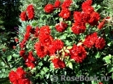 Roter Korsar Roter Korsar