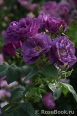 Rhapsody in Blue Rhapsody in Blue
