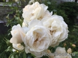 Marie Antoinette Marie Antoinette