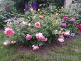 Jubilee Celebration® Jubilee Celebration®