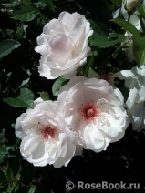 Jacqueline du Pre Jacqueline du Pre