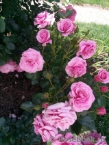 Tickled Pink Tickled Pink