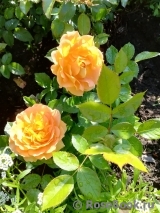Goldelse Goldelse