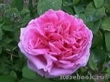 Comte de Chambord