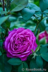 Heidi Klum Rose Heidi Klum Rose