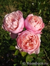 The Alnwick Rose The Alnwick Rose