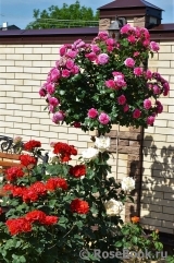 Baronesse Baronesse
