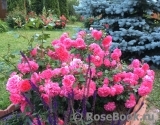 Rosarium Uetersen Rosarium Uetersen