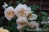 Crocus Rose® Crocus Rose®