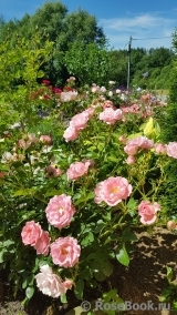 Sommerwind Sommerwind