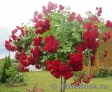 Scarlet Meillandecor Scarlet Meillandecor