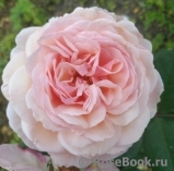 A Shropshire Lad A Shropshire Lad