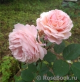 A Shropshire Lad A Shropshire Lad
