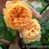Crown Princess Margareta® Crown Princess Margareta®