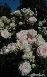 Madame Anisette ® Madame Anisette ®