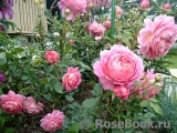 Jubilee Celebration® Jubilee Celebration®