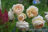 Marie Antoinette Marie Antoinette