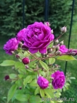 Purple Skyliner Purple Skyliner