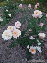 English Garden® English Garden®