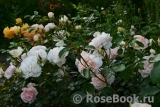 Sangerhauser Jubilaumsrose Sangerhauser Jubilaumsrose