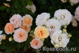Sangerhauser Jubilaumsrose Sangerhauser Jubilaumsrose