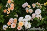 Sangerhauser Jubilaumsrose Sangerhauser Jubilaumsrose