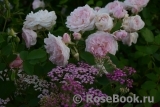 Morden Blush