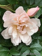 Generous Gardener, The Generous Gardener, The