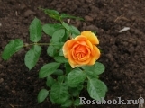 Bernstein-Rose Bernstein-Rose