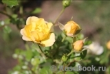 Yellow Fairy Yellow Fairy