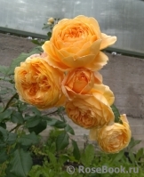 Crown Princess Margareta® Crown Princess Margareta®