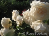 Lions Rose Lions Rose