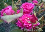 Sophy’s Rose Sophy’s Rose
