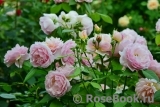 Grace® Grace®