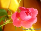 Moin Moin Moin Moin