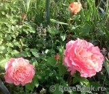 Augusta Luise Augusta Luise