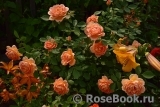 Lady of Shalott Lady of Shalott