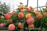 Gartenspass ® Gartenspass ®