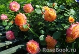 Gartenspass ® Gartenspass ®