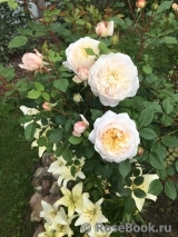Crocus Rose® Crocus Rose®