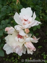 Jacqueline du Pre Jacqueline du Pre
