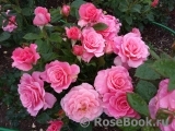 Tickled Pink Tickled Pink