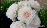 Great North Eastern Rose Great North Eastern Rose