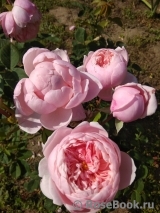 The Alnwick Rose The Alnwick Rose