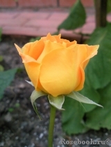 Goldelse Goldelse