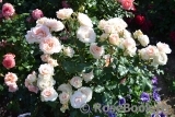 Johann Strauss Johann Strauss