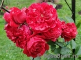 Florentina - Florentina -