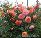 Gartenspass ® Gartenspass ®