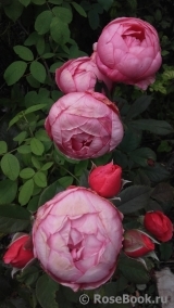 Gartenprinzessin Marie-Jose ® Gartenprinzessin Marie-Jose ®