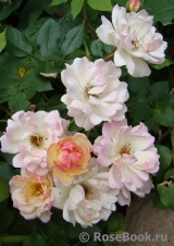 Phyllis Bide Phyllis Bide